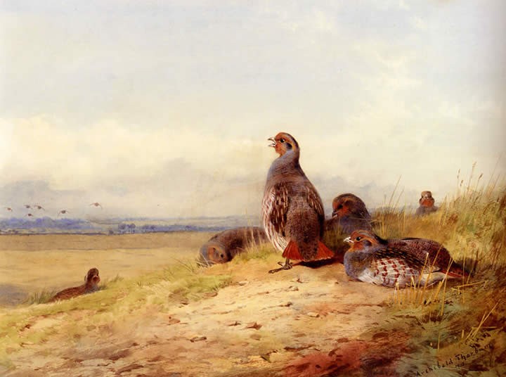 Archibald Thorburn Red Partridges